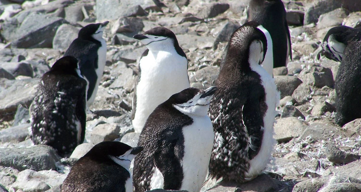 Explore Antarctica: The White Continent  (Buenos Aires to Ushuaia) for 12 days with Collette and discover unforgettable experiences - Photo 2