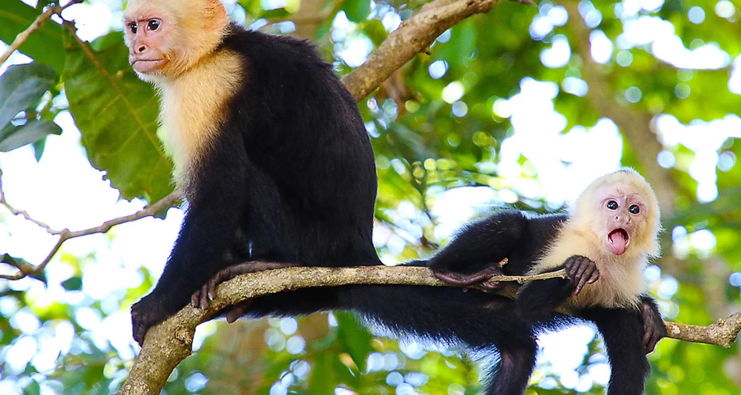 Explore Tropical Costa Rica  (San Jose to Guanacaste) (2025) for 9 days with Collette and discover unforgettable experiences - Photo 2