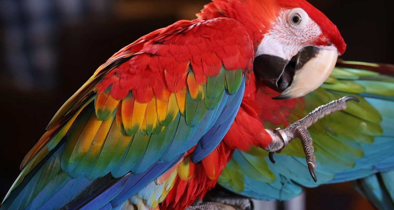 Explore Collpa de Guacamayos 3D/2N for 3 days with CondeTravel and discover unforgettable experiences - Photo 2