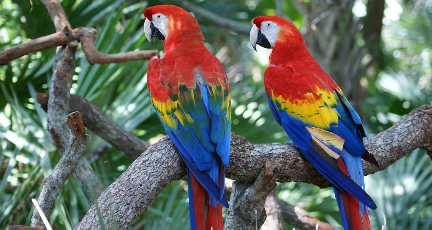 Explore Collpa de Guacamayos and sandoval lake 4D/3N for 4 days with CondeTravel and discover unforgettable experiences - Photo 2