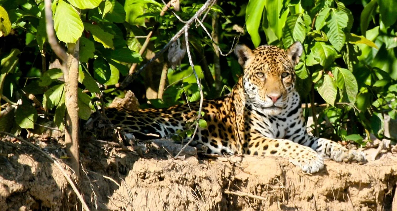 Explore Manu National Park 3D-2N Tour for 3 days with CondeTravel and discover unforgettable experiences - Photo 2