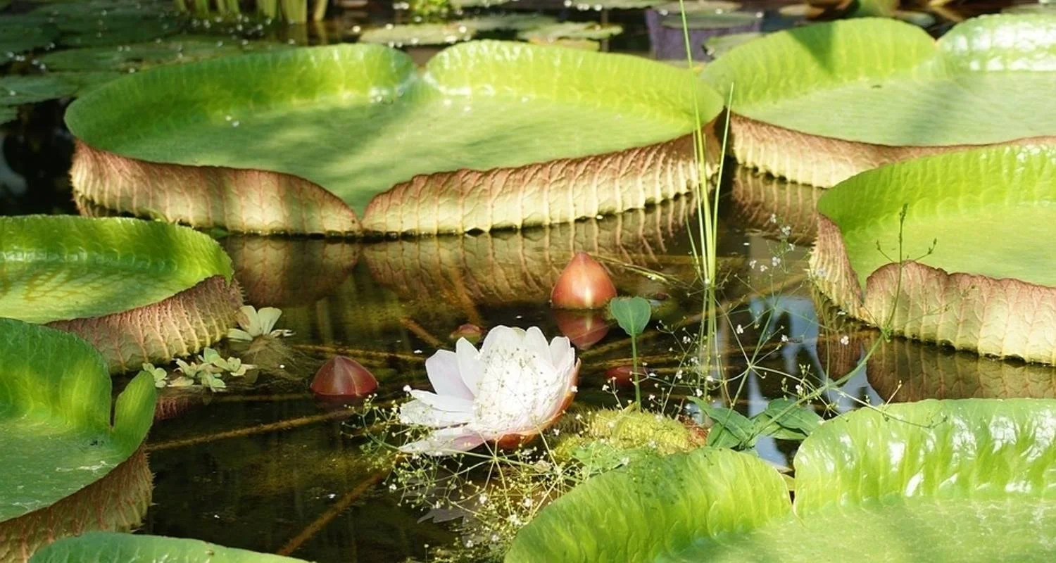 Explore Macaw clay lick and sandoval lake 5D/4N for 5 days with CondeTravel and discover unforgettable experiences - Photo 2