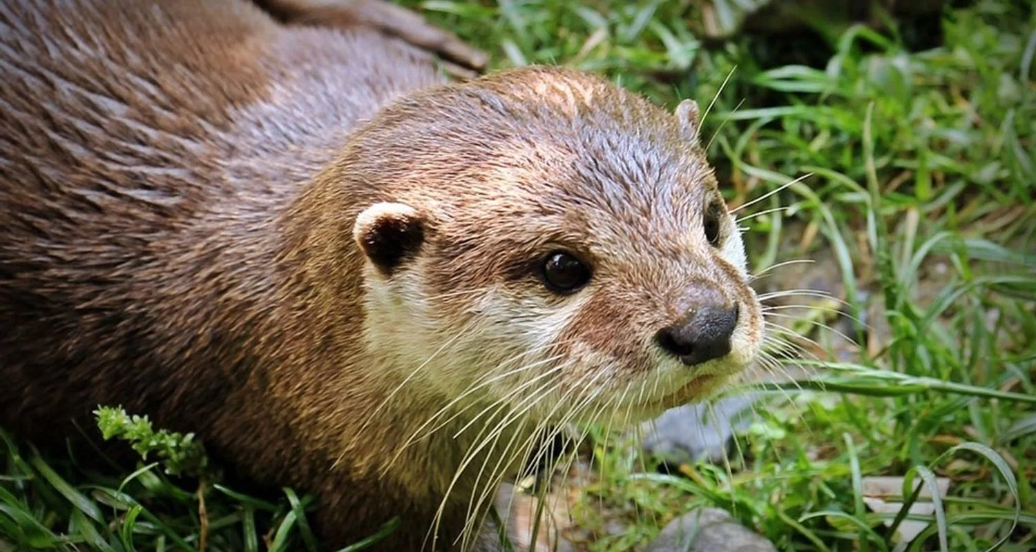 Explore Manu National Park 4 days for 4 days with CondeTravel and discover unforgettable experiences - Photo 2