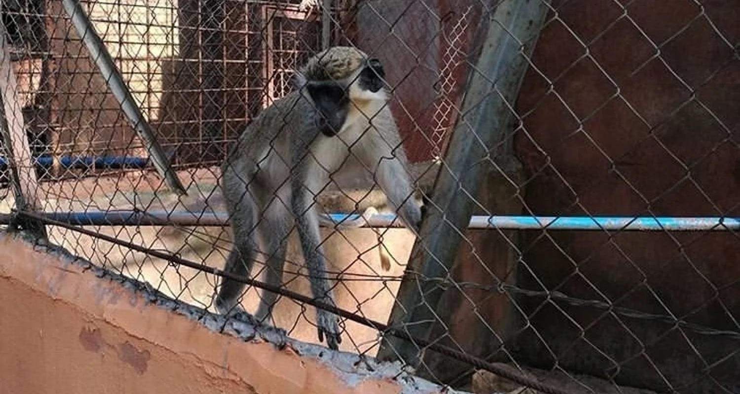 Explore Explore Cote D’Ivoire – 10 Days for 10 days with Continent Tours and discover unforgettable experiences - Photo 2