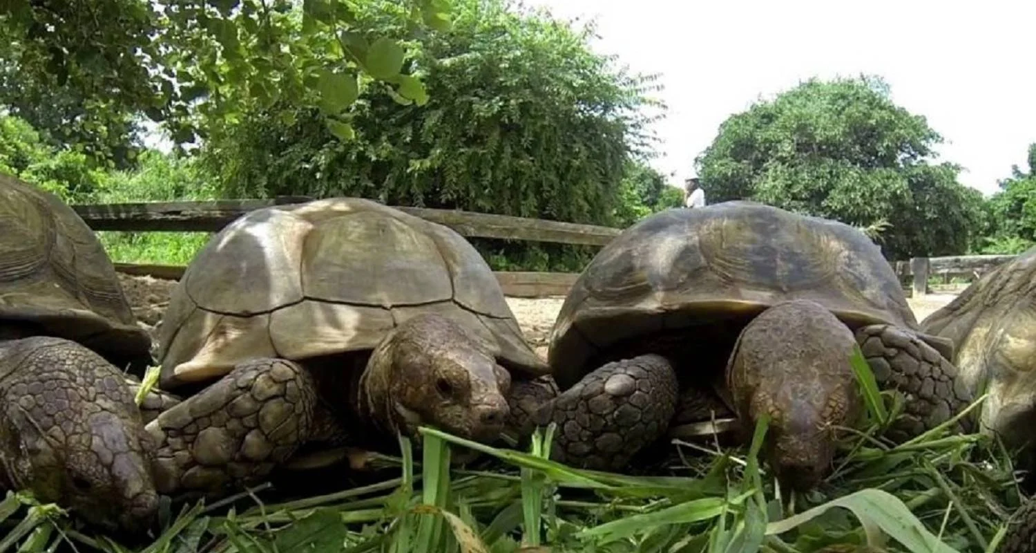 Explore Keur Moussa, Kayar, Tortoise Village, Pink Lake, 1 Day for 1 days with Continent Tours and discover unforgettable experiences - Photo 2