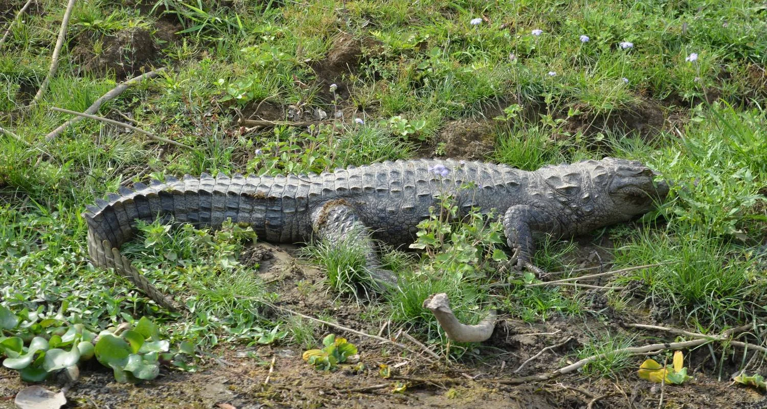 Explore Bardia National Park Tour for 5 days with Corporate Adventure Treks Pvt. Ltd. and discover unforgettable experiences - Photo 2