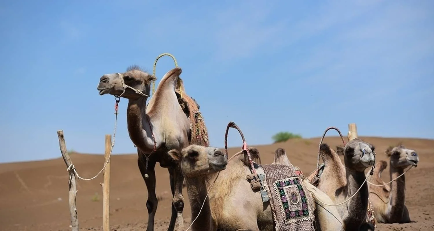 Explore Following Marco Polo for 25 days with Crooked Compass and discover unforgettable experiences - Photo 2