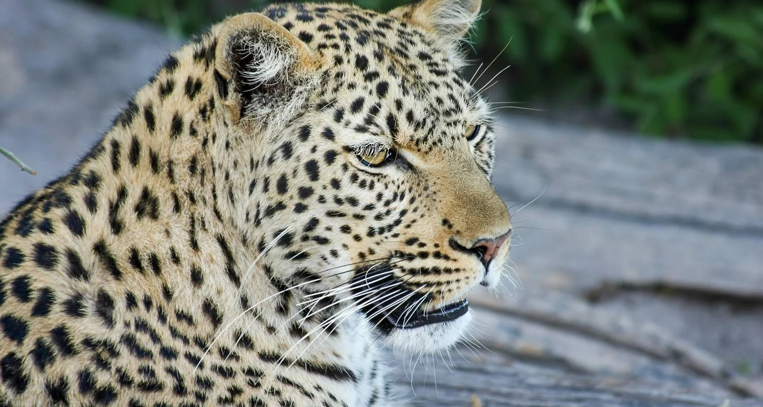 Explore Raw Namibia for 12 days with Crooked Compass and discover unforgettable experiences - Photo 2