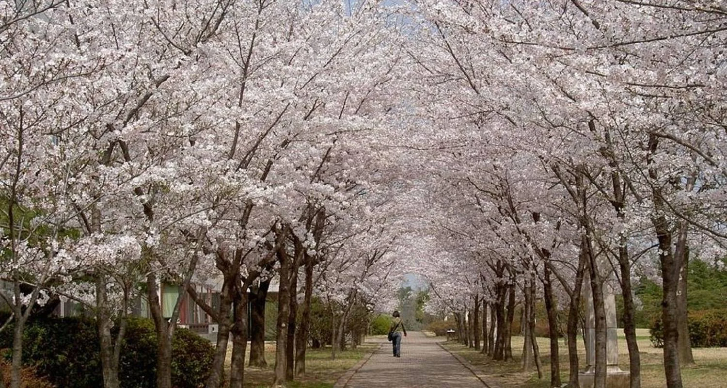 Explore Walking Through Cherry Blossoms for 6 days with Crooked Compass and discover unforgettable experiences - Photo 2