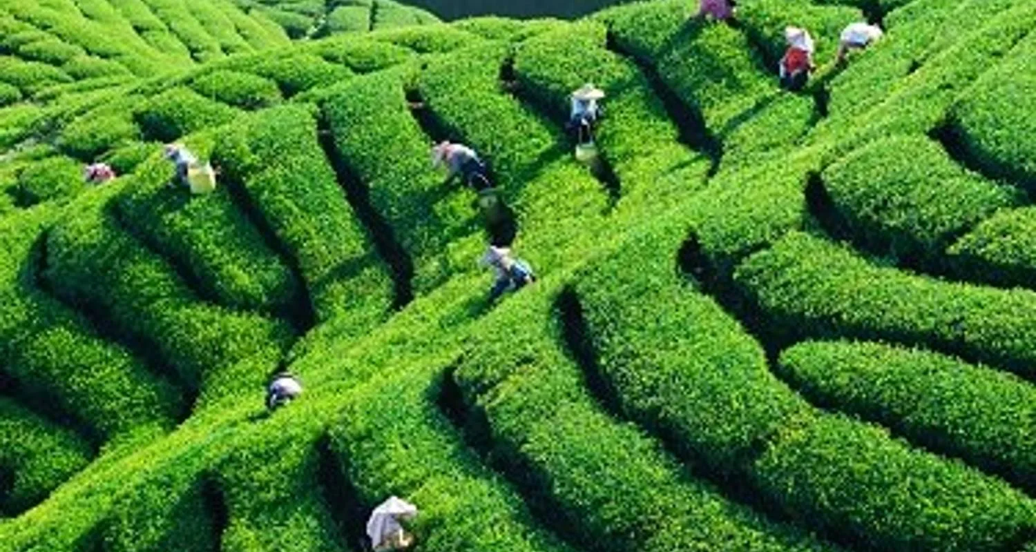 Explore Land of Jade & Tea – Active Taiwan for 9 days with Crooked Compass and discover unforgettable experiences - Photo 2