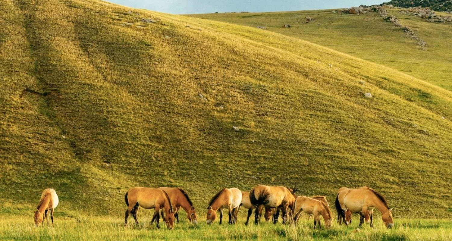 Explore Discovering the Land of Nomads for 13 days with Crooked Compass and discover unforgettable experiences - Photo 2
