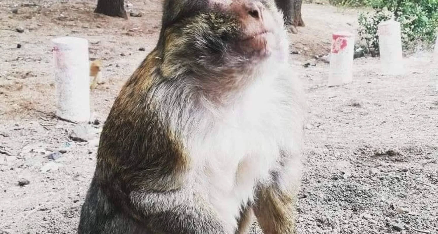 Explore From Marrakech to Fes private Desert tour ( Luxury Camp ) for 3 days with Cultural Morocco Tours and discover unforgettable experiences - Photo 2