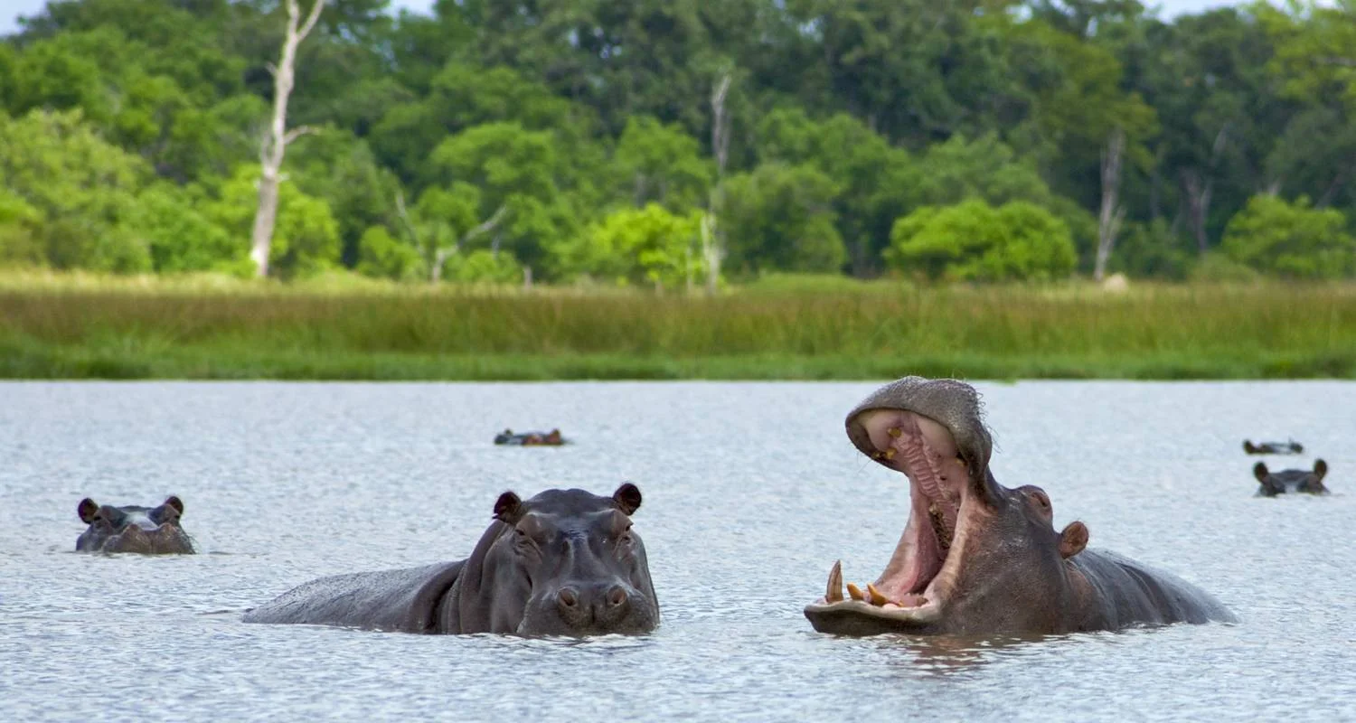 Explore Botswana Kaleidoscope from Victoria Falls for 11 days with DERTOUR and discover unforgettable experiences - Photo 2