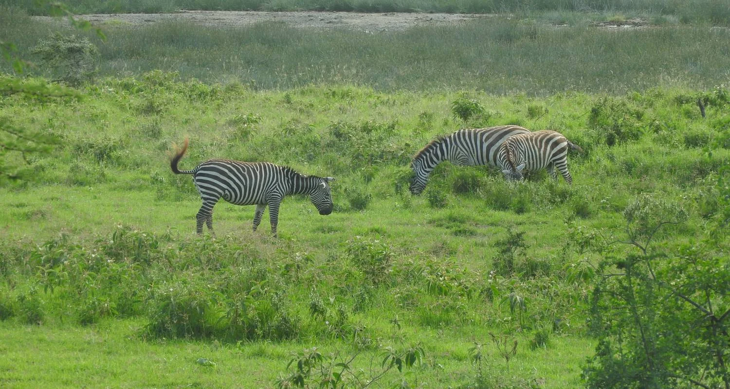 Explore 4 Days Maasai Mara & Lake Nakuru Safari for 4 days with Dallago Tours Kenya-Tanzania and discover unforgettable experiences - Photo 2