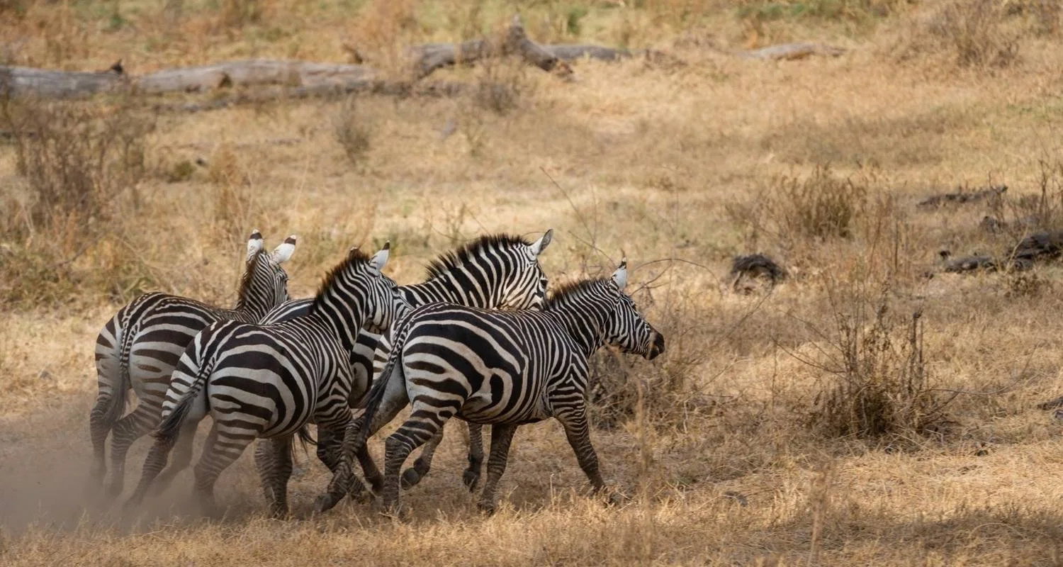 Explore 7  Days Best of Kenya Safari for 7 days with Dallago Tours Kenya-Tanzania and discover unforgettable experiences - Photo 2