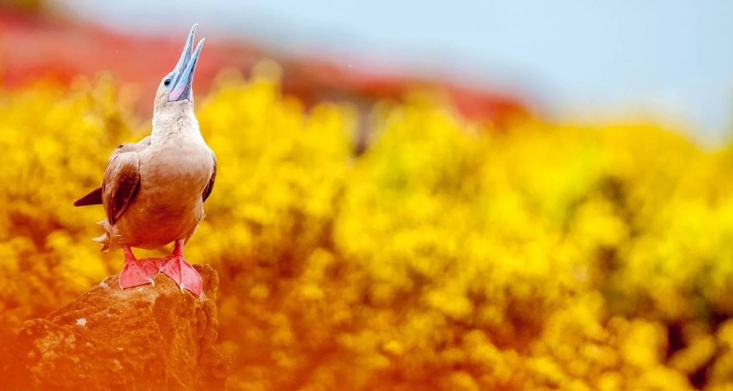 Explore South America's Big Five for 25 days with DIAMIR Erlebnisreisen and discover unforgettable experiences - Photo 2