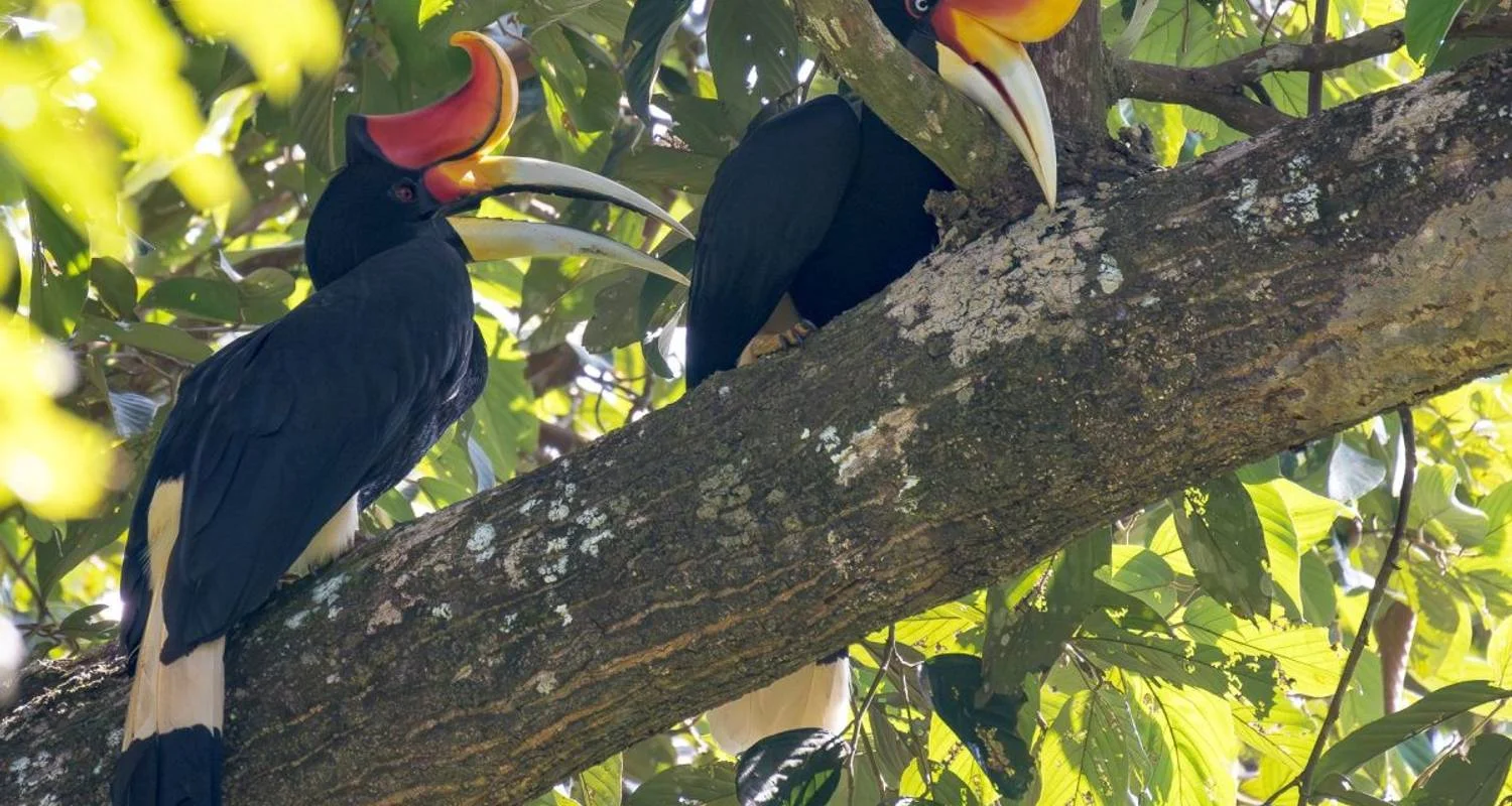 Explore Borneo bokeh: On a photo Safari in The forests of Sarawak and Sabah for 15 days with DIAMIR Erlebnisreisen and discover unforgettable experiences - Photo 2