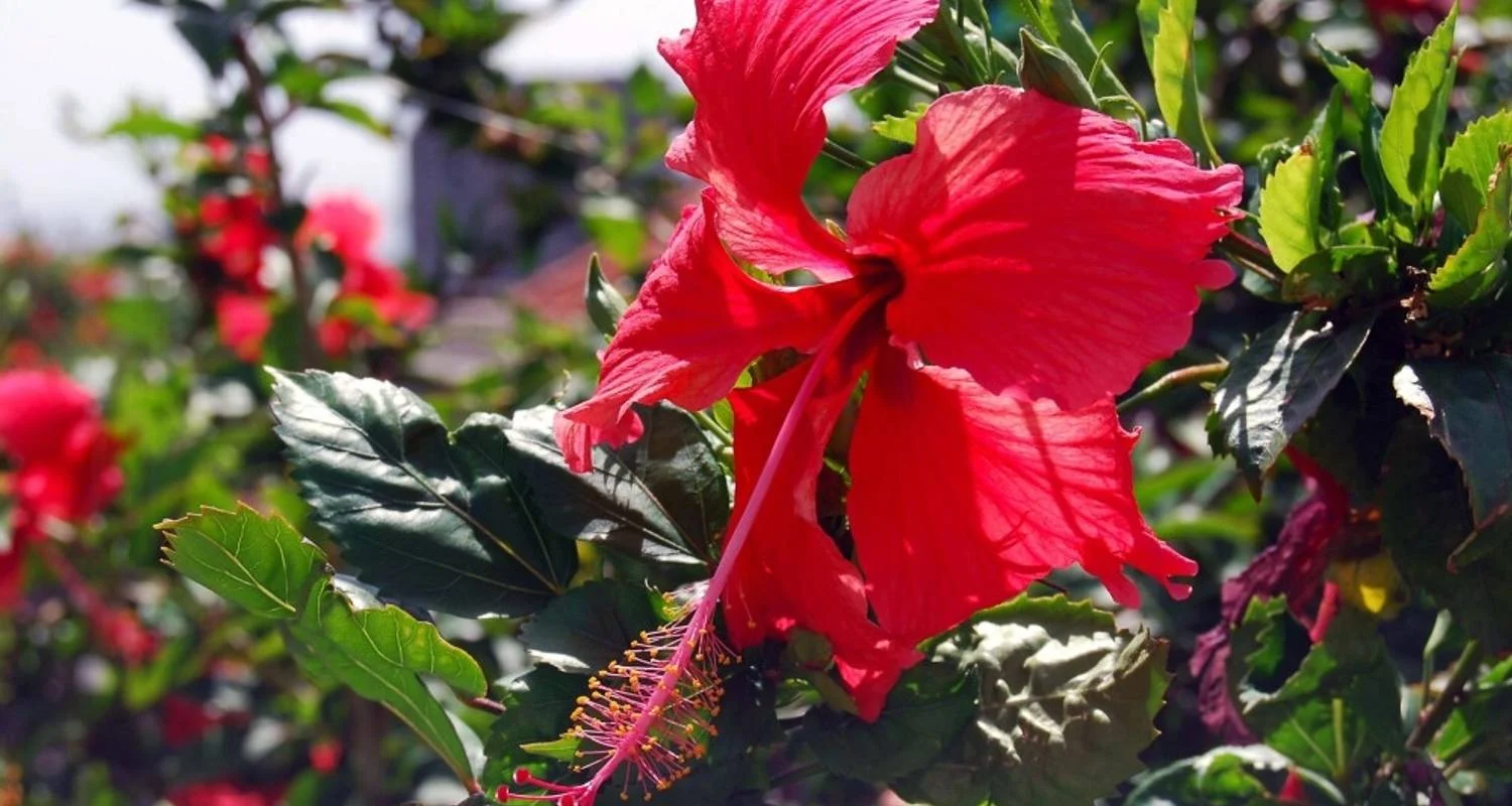 Explore In the heart of Cape Verde's green islands for 14 days with DIAMIR Erlebnisreisen and discover unforgettable experiences - Photo 2