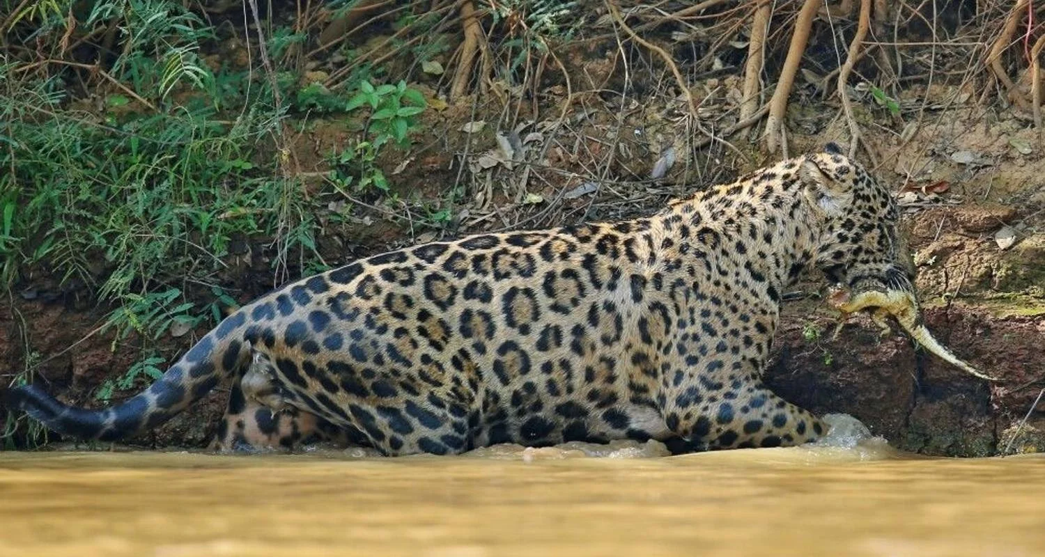 Explore In the Realm of the Jaguar for 11 days with DIAMIR Erlebnisreisen and discover unforgettable experiences - Photo 2