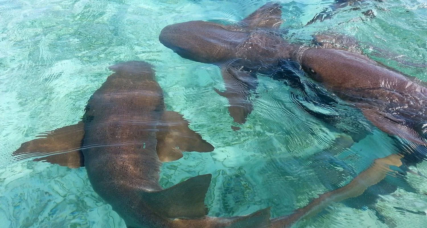 Explore Ruins, reef and rainforest for 8 days with DIAMIR Erlebnisreisen and discover unforgettable experiences - Photo 2