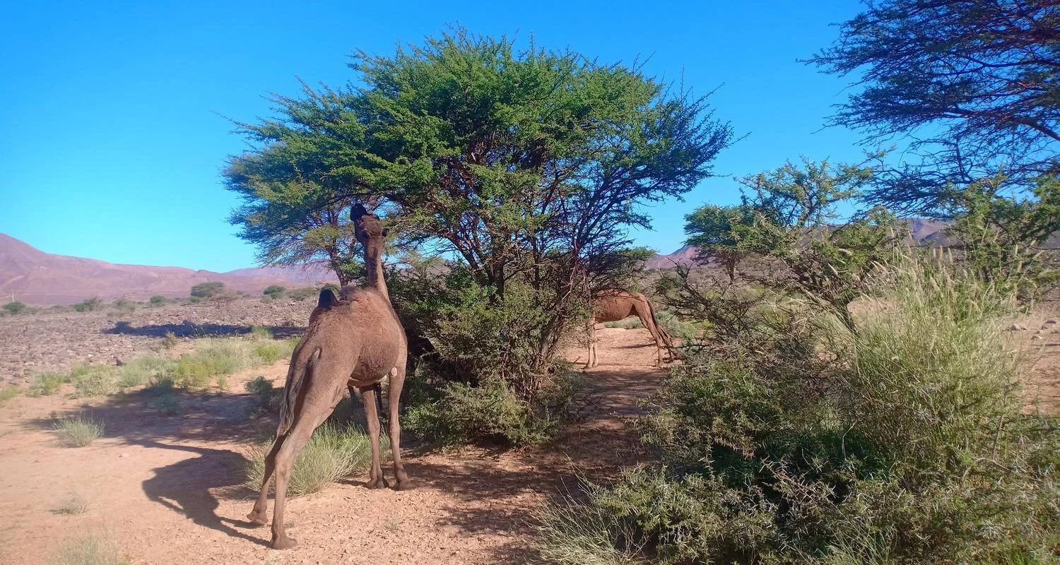 Explore From Marrakech  4-Days Morocco Tour To Fes Via Merzouga Desert for 4 days with Desert Family Tour and discover unforgettable experiences - Photo 2