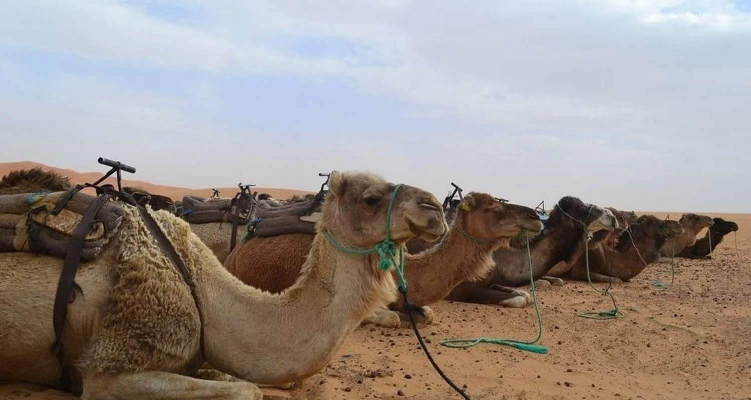 Explore 5 Days Explore the Moroccan Kasbahs, Mountains and Desert for 5 days with Desertbrise Travel and discover unforgettable experiences - Photo 2