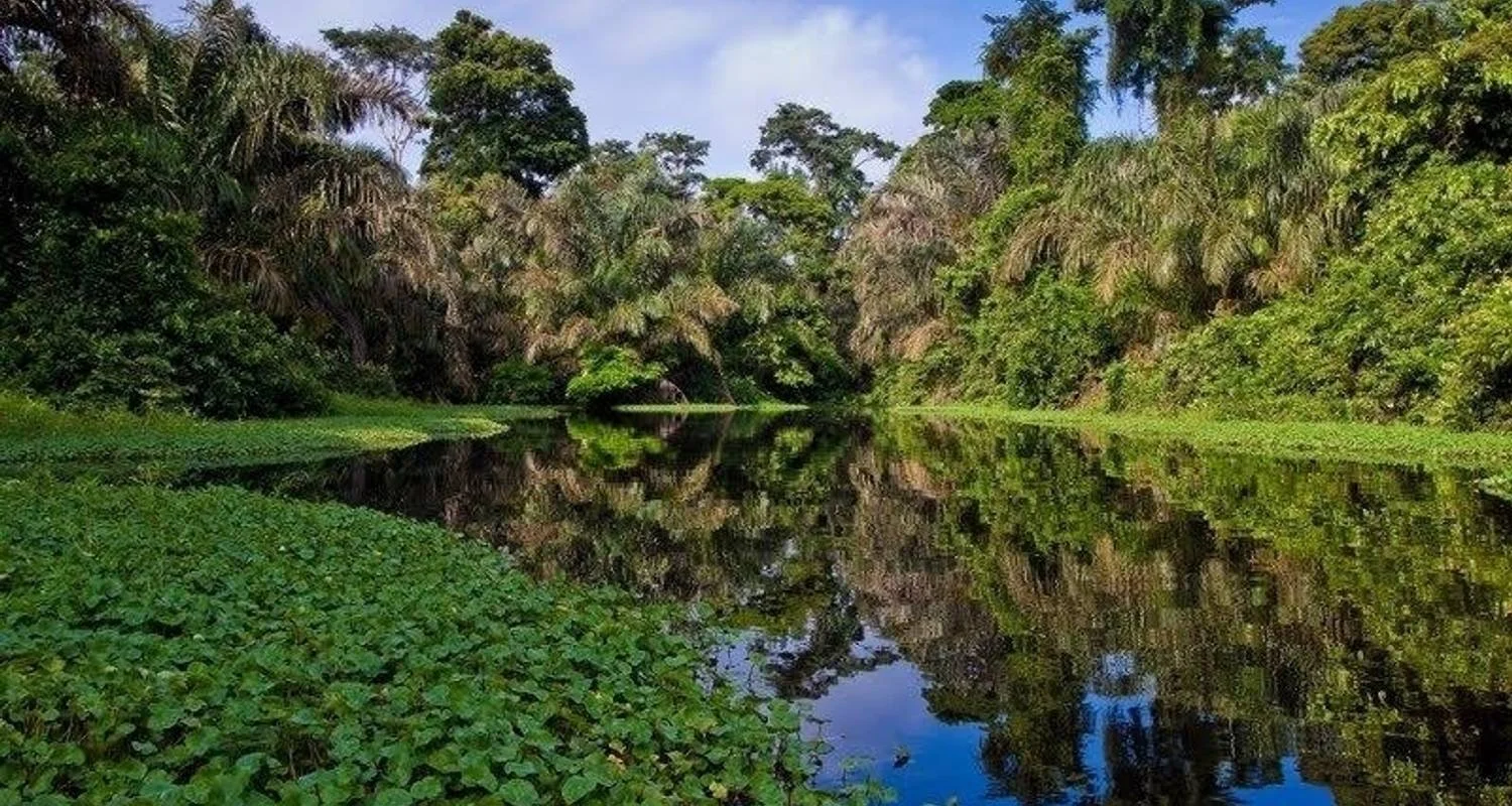 Explore Tortuguero Jungle Expedition, Short Break (On Request) for 3 days with Destination Services Costa Rica and discover unforgettable experiences - Photo 2