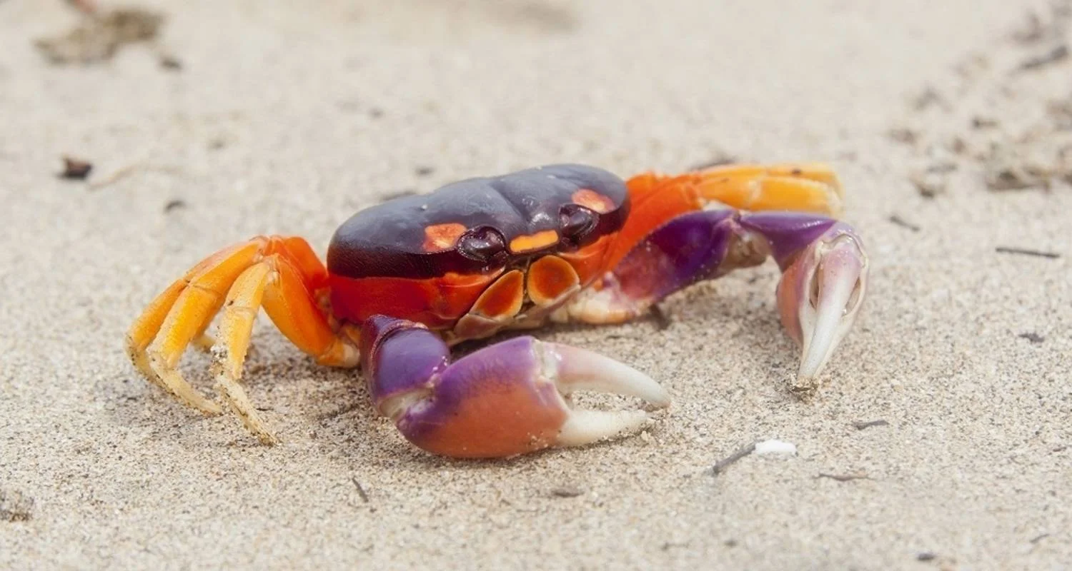 Explore Tamarindo Beach & San José City, Short Break for 4 days with Destination Services Costa Rica and discover unforgettable experiences - Photo 2