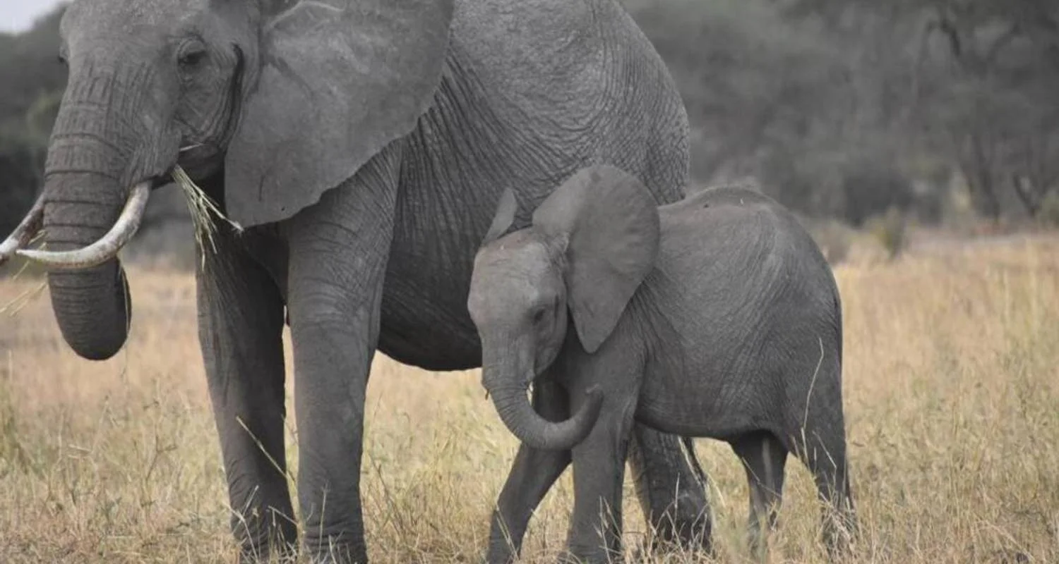 Explore Experience Uganda Gorilla Trekking and Tanzania Migration Safari for 9 days with Devine African Safaris Ltd and discover unforgettable experiences - Photo 2