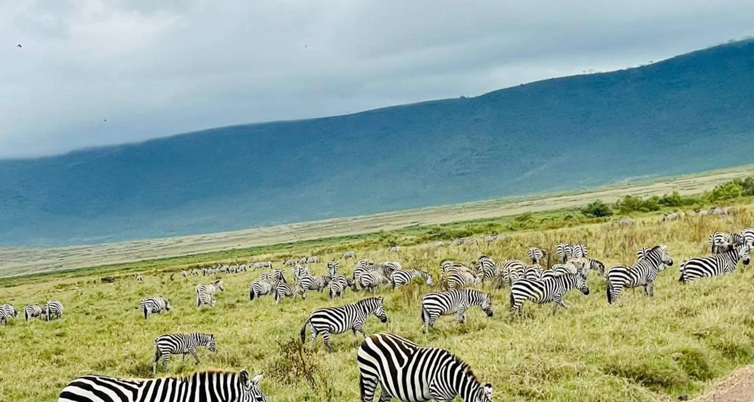 Experience Uganda Gorillas, Chimps & Kenya Great Migration Safari - 11 days with Devine African Safaris Ltd - Photo 2 Explore Experience Uganda Gorillas, Chimps & Kenya Great Migration Safari for 11 days with Devine African Safaris Ltd and discover unforgettable experiences - Photo 2