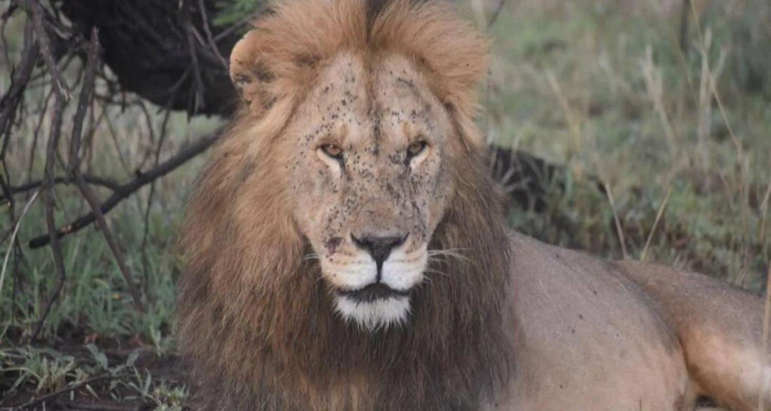 Experience Uganda Gorillas, chimps & Tanzania Migration Safari - 11 days with Devine African Safaris Ltd - Photo 2 Explore Experience Uganda Gorillas, chimps & Tanzania Migration Safari for 11 days with Devine African Safaris Ltd and discover unforgettable experiences - Photo 2
