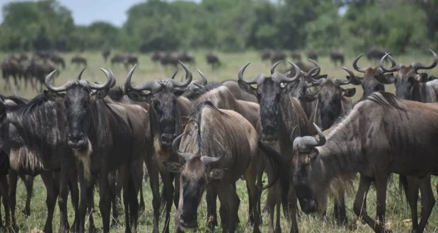 Experience Tanzania Lodge Safari - Serengeti & Ngorongoro Crater - 5 days with Devine African Safaris Ltd - Photo 2 Explore Experience Tanzania Lodge Safari - Serengeti & Ngorongoro Crater for 5 days with Devine African Safaris Ltd and discover unforgettable experiences - Photo 2