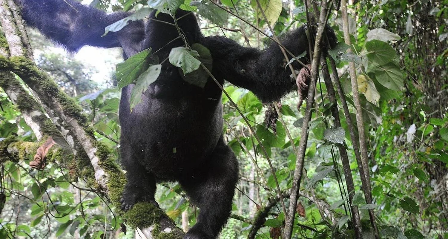 Explore Discover Uganda Gorillas, Chimps + Big 5 & Big Cats (Exclusively Private) for 10 days with Devine African Safaris Ltd and discover unforgettable experiences - Photo 2