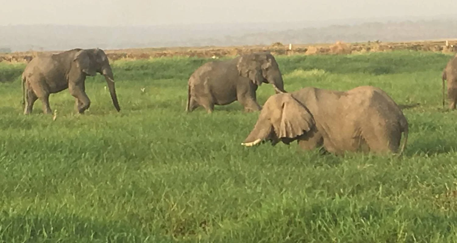 Explore Discover Murchison Falls, Queen Elizabeth NP & Lake Mburo NP Safari for 8 days with Devine African Safaris Ltd and discover unforgettable experiences - Photo 2