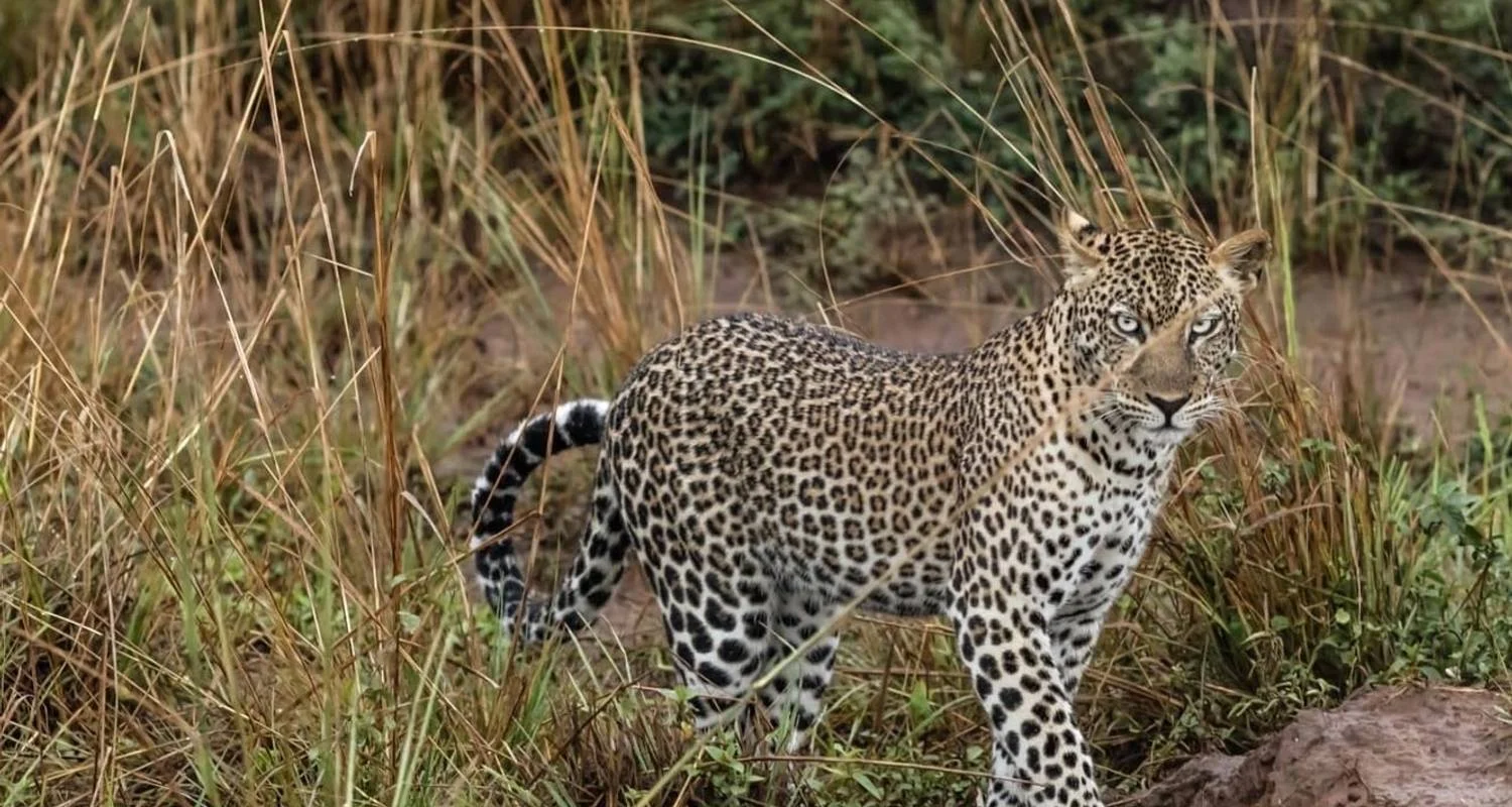 Explore Explore Uganda Murchison Falls Big 5 & Big Cats (Exclusively Private) for 3 days with Devine African Safaris Ltd and discover unforgettable experiences - Photo 2