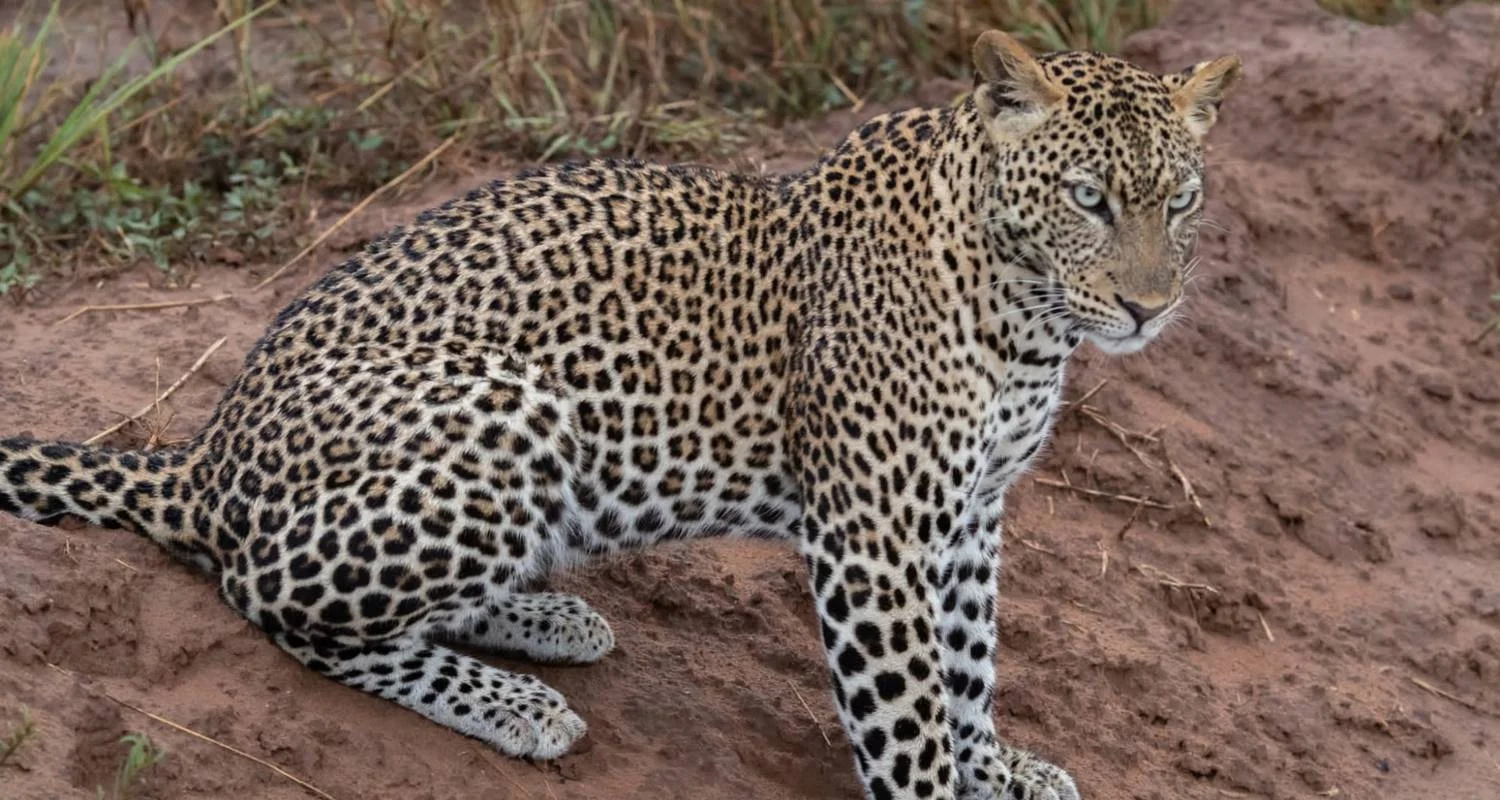 Explore Uganda Queen Elizabeth Np & Lake Mburo NP (Exclusively Private) - 5 days with Devine African Safaris Ltd - Photo 2 Explore Explore Uganda Queen Elizabeth Np & Lake Mburo NP (Exclusively Private) for 5 days with Devine African Safaris Ltd and discover unforgettable experiences - Photo 2