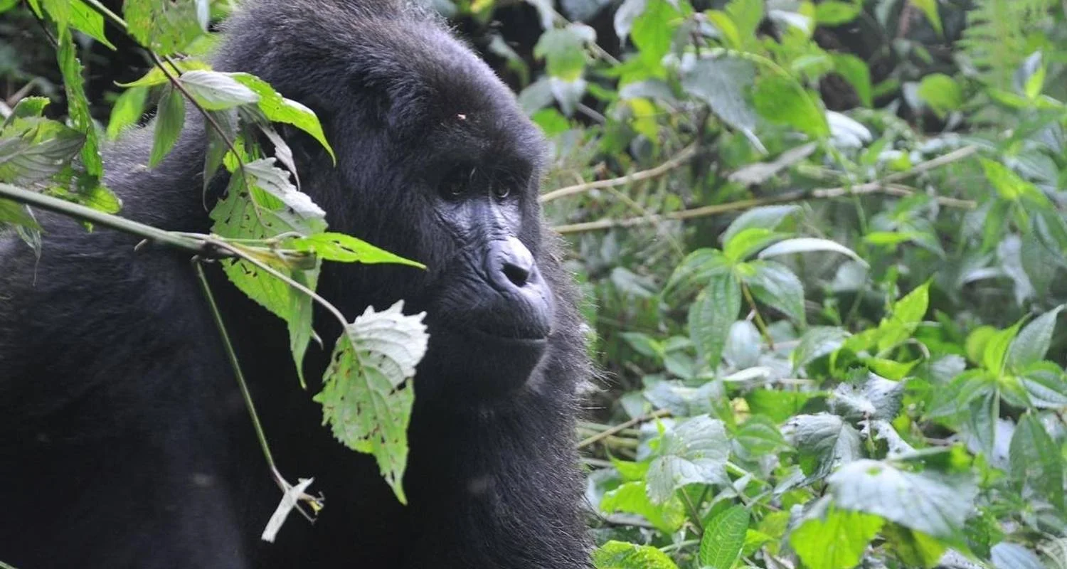Explore Experience Uganda Gorilla trekking from Kigali (Exclusively Private) for 3 days with Devine African Safaris Ltd and discover unforgettable experiences - Photo 2