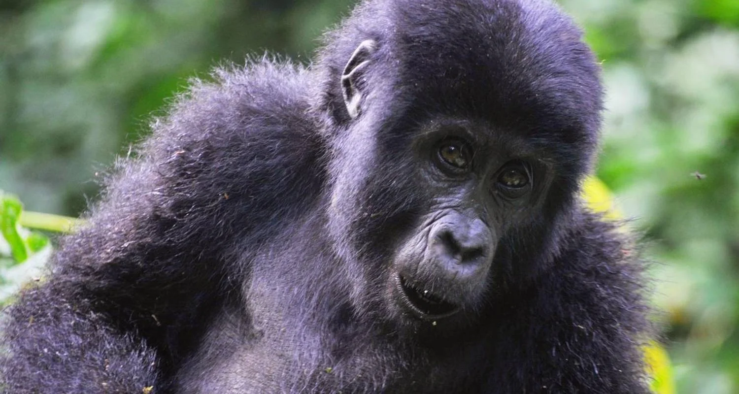 Explore Experience Rwanda & Uganda Gorillas + Big 5 (Exclusively Private) for 5 days with Devine African Safaris Ltd and discover unforgettable experiences - Photo 2
