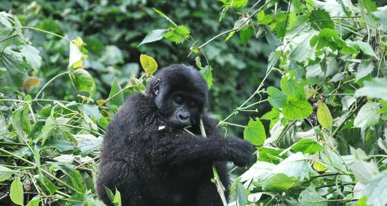 Explore Experience Rwanda Gorillas & Golden monkey trekking tour (Exclusively Private) for 3 days with Devine African Safaris Ltd and discover unforgettable experiences - Photo 2