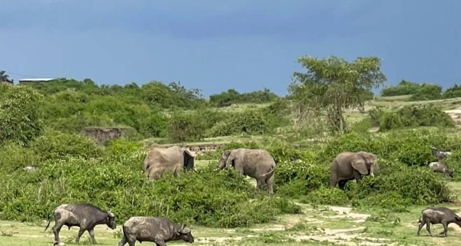 Explore Experience Murchison Falls & Kidepo Valley National Park Safari for 6 days with Devine African Safaris Ltd and discover unforgettable experiences - Photo 2