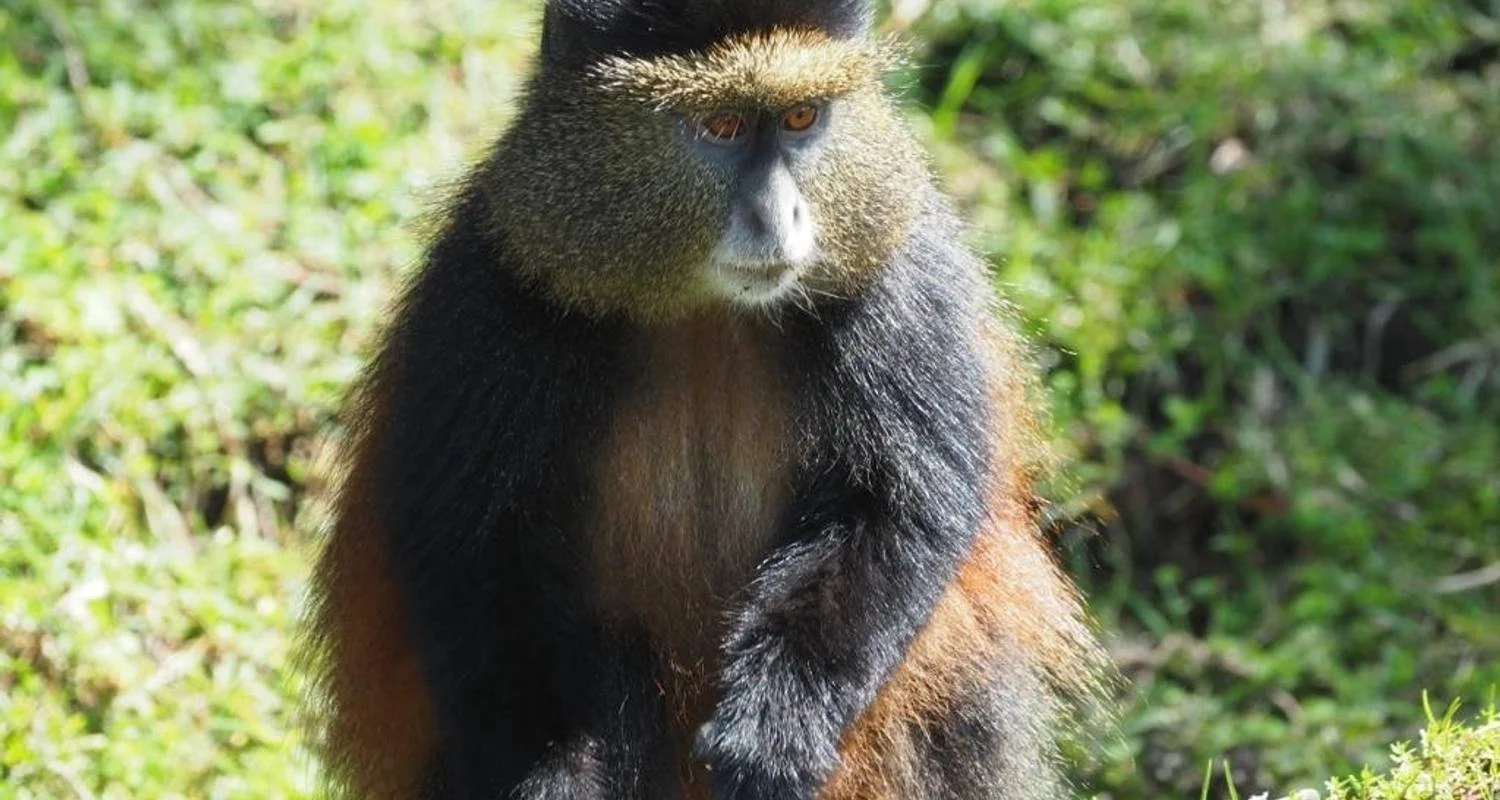 Explore Experience Rwanda Gorillas & Chimps  Trekking Tour (Exclusively Private) for 7 days with Devine African Safaris Ltd and discover unforgettable experiences - Photo 2