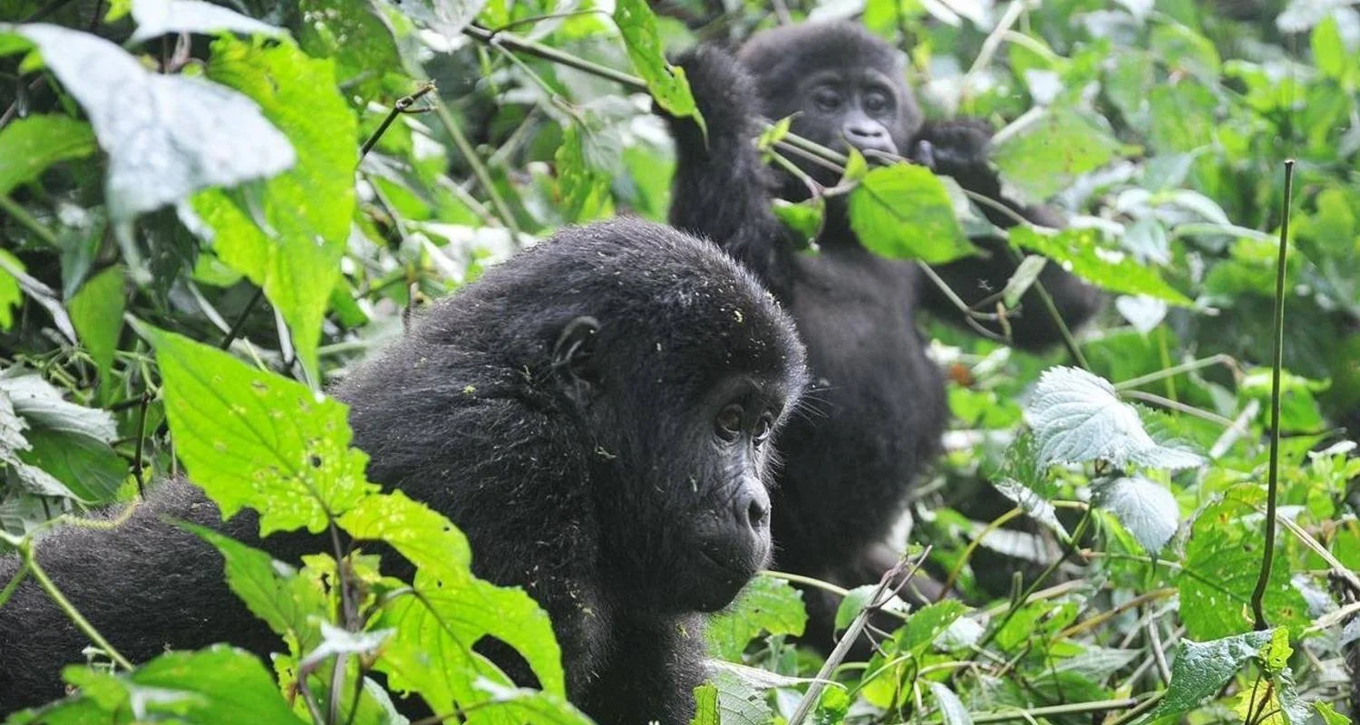 Explore Experience Uganda Gorilla Trekking & Hiking to Dian Fossey Tomb (Exclusively Private) for 6 days with Devine African Safaris Ltd and discover unforgettable experiences - Photo 2
