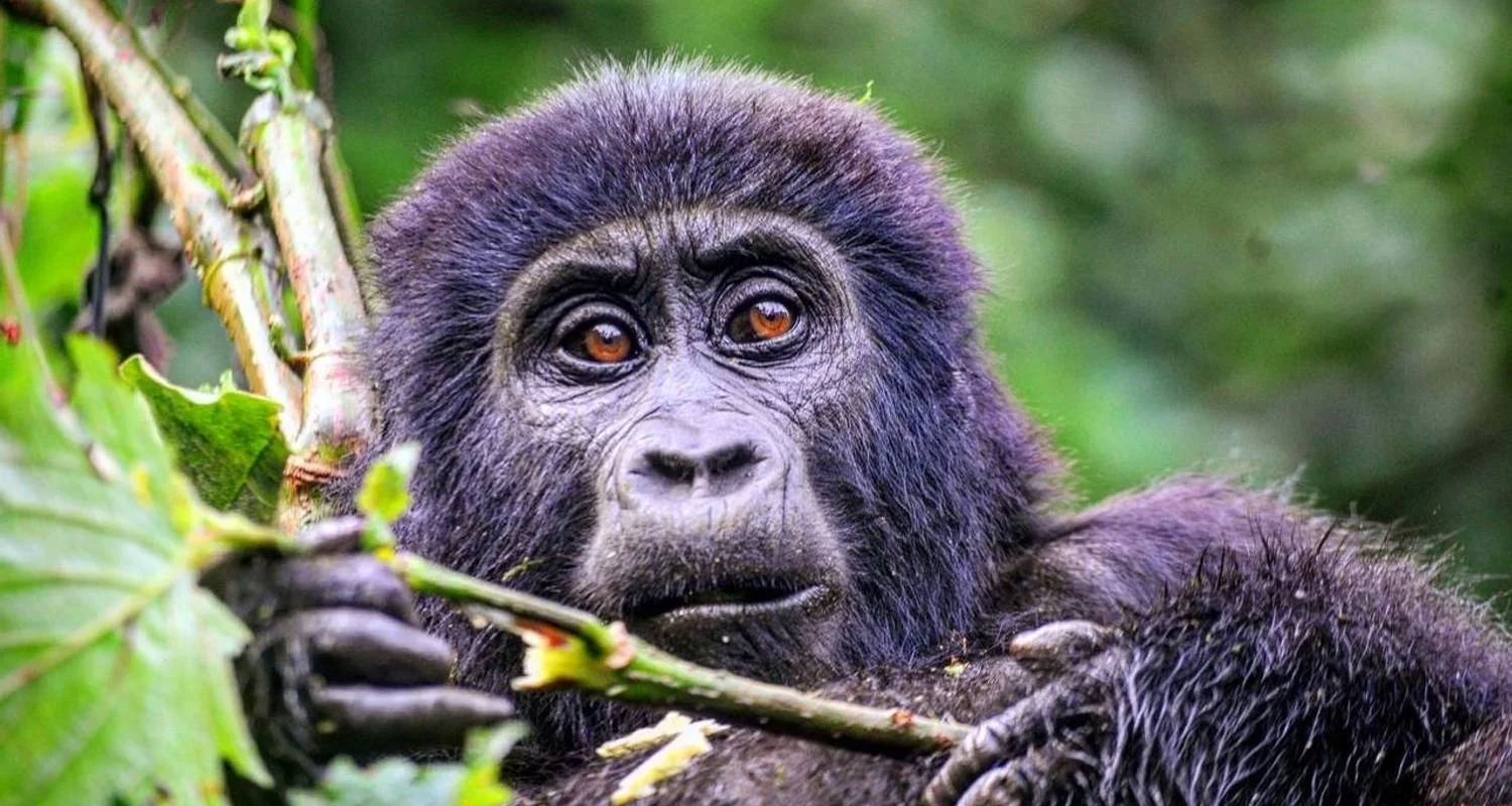 Explore Experience Rwanda Gorilla Trekking, Big 5 & Big Cats safari (Exclusively Private) for 4 days with Devine African Safaris Ltd and discover unforgettable experiences - Photo 2