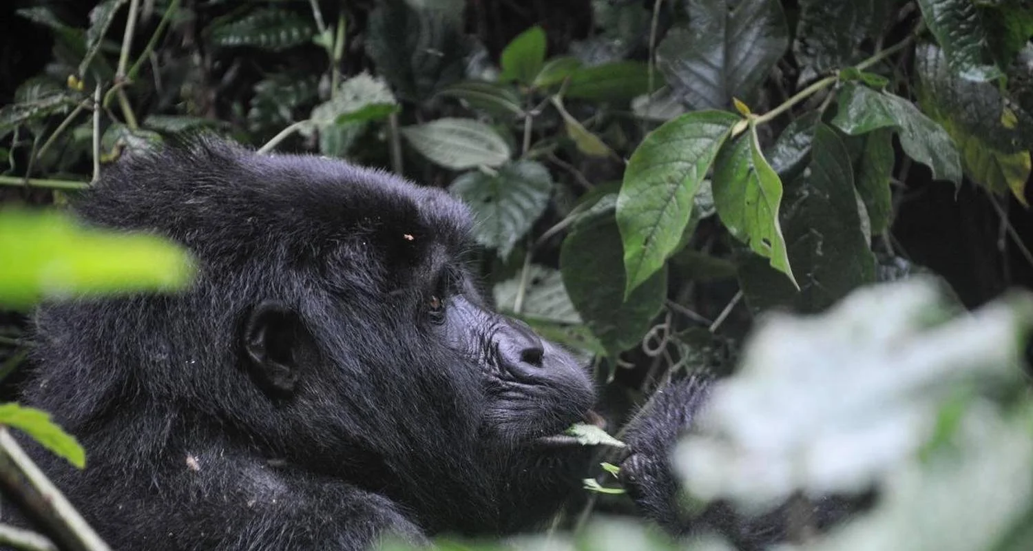 Explore Eperience Rwanda Gorilla Trekking, Mt. Bisoke Hiking (Exclusively Private) for 4 days with Devine African Safaris Ltd and discover unforgettable experiences - Photo 2