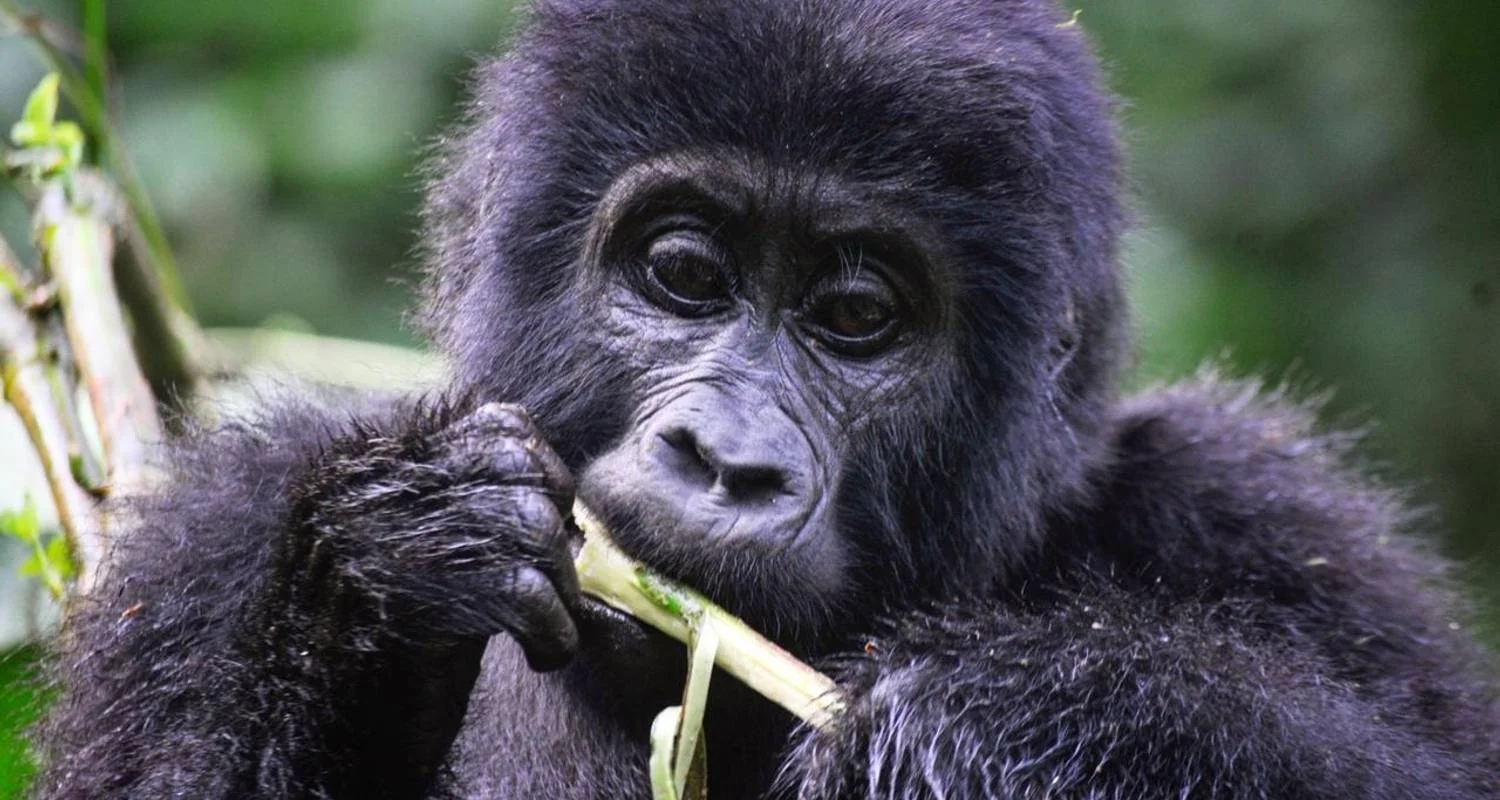 Explore Experience Rwanda Gorillas, Golden Monkey Trekking (Exclusively Private) for 4 days with Devine African Safaris Ltd and discover unforgettable experiences - Photo 2