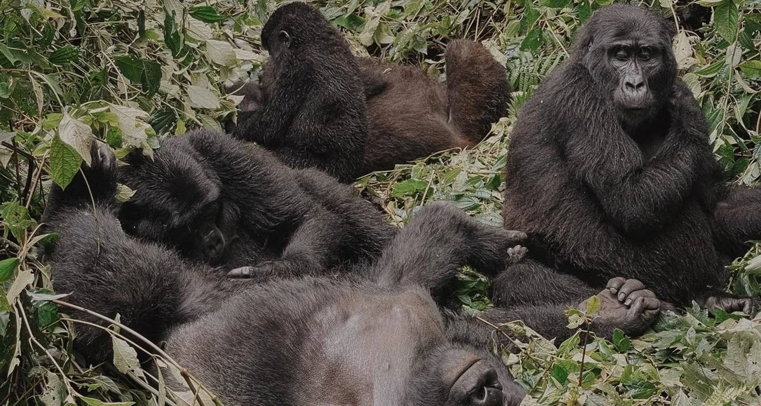 Explore Experience Uganda Gorilla trekking & Lake Bunyonyi (Exclusively Private) for 3 days with Devine African Safaris Ltd and discover unforgettable experiences - Photo 2