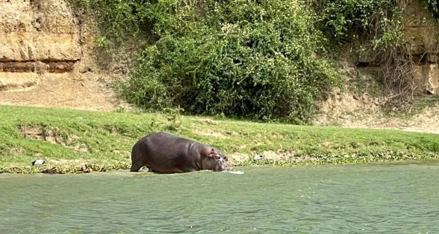 Explore Experience Uganda Gorilla Trekking, Chimps, Big 5 & Big Cats (Exclusively Private) for 4 days with Devine African Safaris Ltd and discover unforgettable experiences - Photo 2