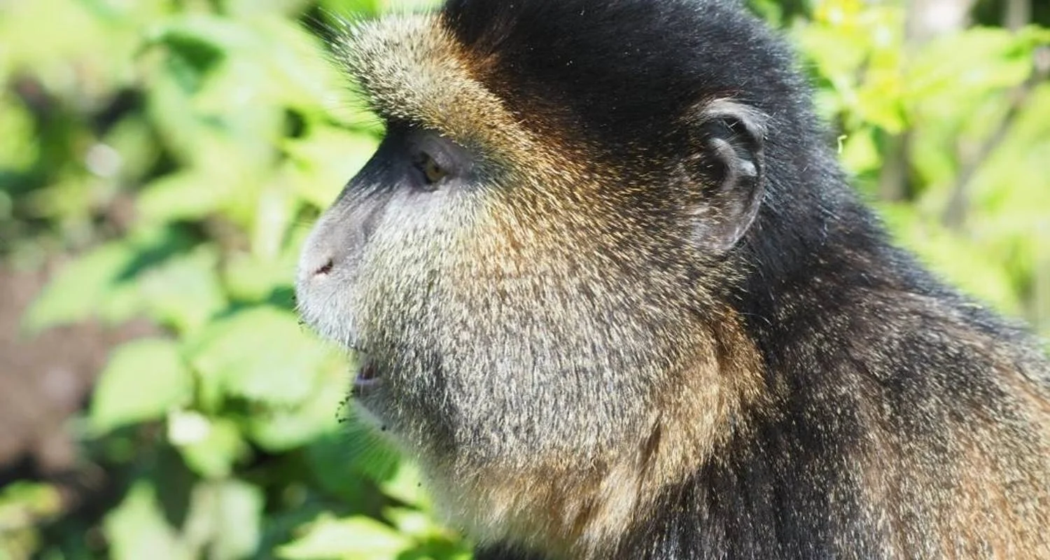 Explore Discover Rwanda Gorilla Trekking, Big 5,  Big Cats & Lake Kivu Tour (Exclusively Private) for 7 days with Devine African Safaris Ltd and discover unforgettable experiences - Photo 2