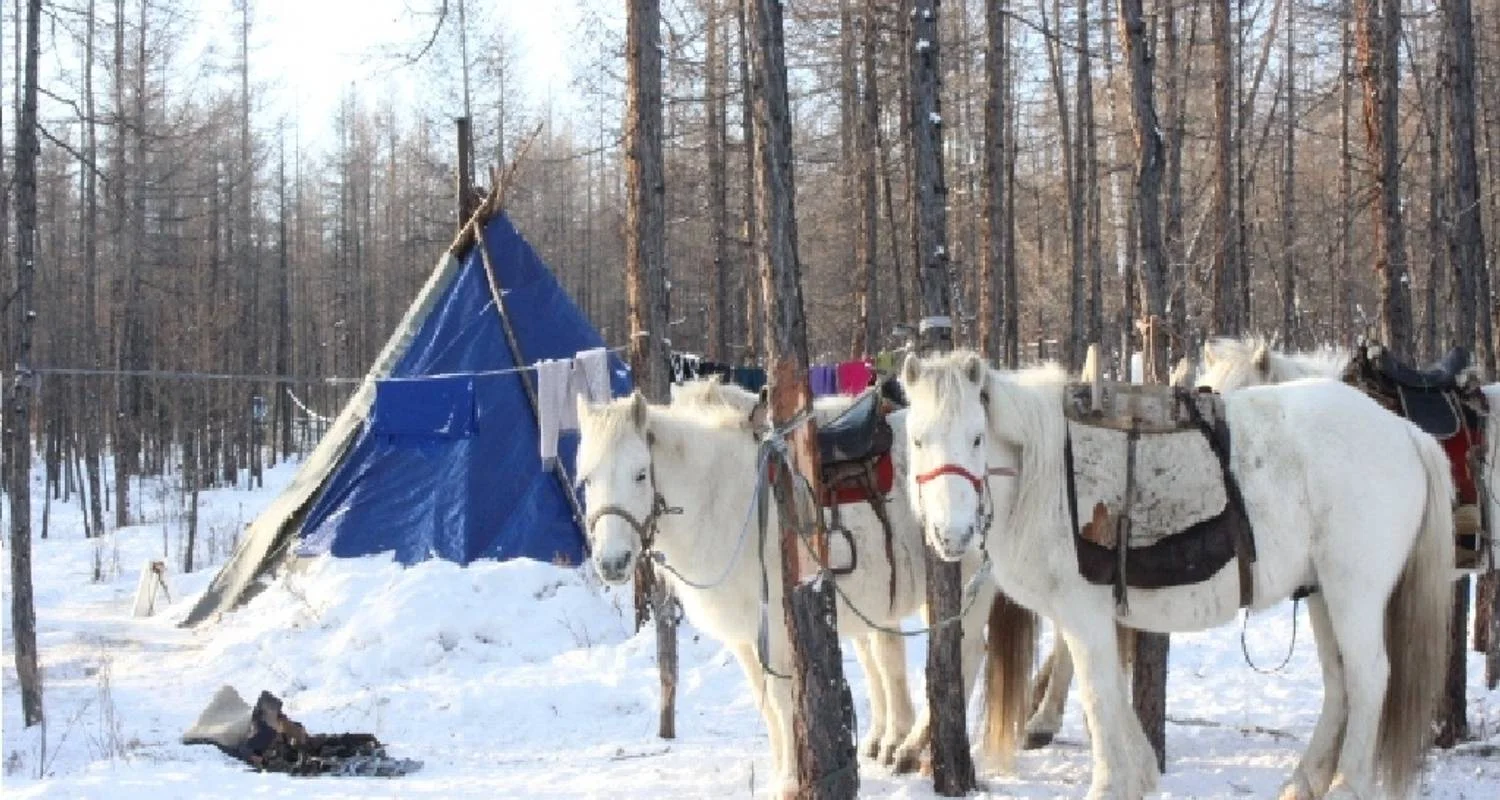 Explore Explore Tsaatan Reindeers in winter for 9 days with Discover Altai and discover unforgettable experiences - Photo 2
