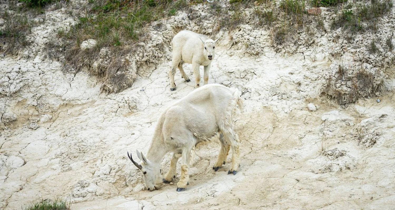 Explore Rockies Western Canada Iconic Sites: 8-Day Tour for 8 days with Discover Canada Tours and discover unforgettable experiences - Photo 2